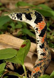 Tiger Keelback Reptiles And Amphibians Beautiful Snakes Reptile Snakes