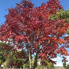 Image result for Fraxinus angustifolia
