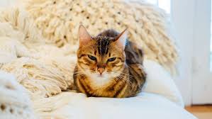 Hemorrhagic gastroenteritis differs from gastroenteritis, as hge is idiopathic in nature. How Two Coronavirus Drugs For Cats Might Help Humans Fight Covid 19 Science News