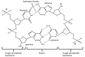 The polar molecules is stickier non polar molecules have no ( or very little) difference in the electronegativity or are completely symmetrical. 6 3 Intermolecular Forces Chemistry Libretexts