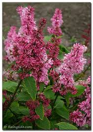 Image result for Syringa prestoniae