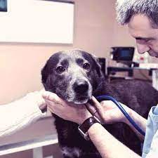 You can get from an australian online pharmacy but those too only for parasite control or prevention. Can You Buy Pet Meds Without A Prescription Petcarerx