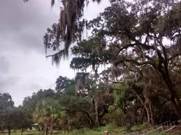 Informed rvers have rated 20 campgrounds near salt springs, florida. Spring Bild Von Salt Springs Recreation Area Salt Springs Tripadvisor