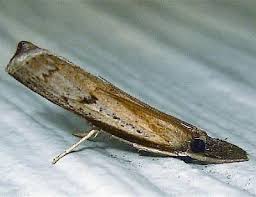 Image result for Disperis mozambicensis