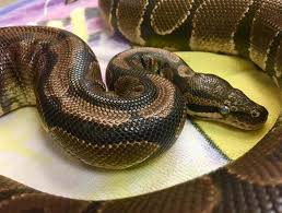 Pet store groomers often have to wear leather gloves for protection. Hermitage Exotic Vet Reptile Vet