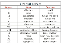 Dr Insta On Instagram The Peripheral Nervous System Has 12 Pairs Of Cranial Nerves That Control Much Of The Motor And Sensory Fu Yoga Fitness Student Workout