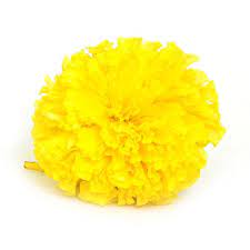 Marigold Fresh Flower 1 Kg