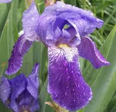 Examples of hardy annuals include spider flowers, snapdragons, and pinks. Iris A Profile Of A Perennial Flower Howstuffworks
