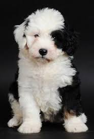 Black Bernese Mountain Dog Poodle Mix Bernese Mountain Dog Poodle Mix Bernedoodle Puppy Puppies Animals