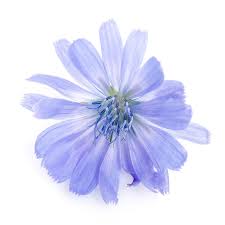 Image result for Cichorium