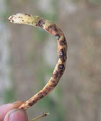 Image result for antraknóza ořešáku