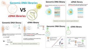 You are not connected to the internet. Cdna Library Vs Genomic Dna Library Youtube