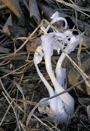 Flowers from 1970 is up again everyone #flowersfrom1970. Frost Flower Wikipedia