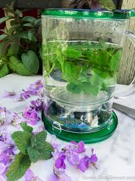 Herbs and flowers for tea. Favorite Herbs To Grow For Tea Gettystewart Com