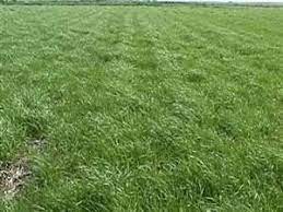 Annual Ryegrass Seed Gulf Diploid 1 Pound Wizard Seed Llc Check This Out By Going To The Link At The Image Grass Seed Seeds Overseeding Lawn