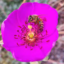 Top 10 flowers for honey bees. Top 10 Bee Friendly Flowers Beekeeping Like A Girl
