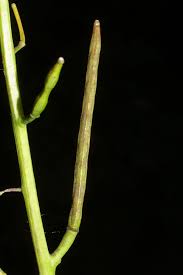 Image result for Setaria petiolata