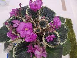 We did not find results for: Michiko In 2 5 Pot 7 00 Fancy Bloomers African Violets