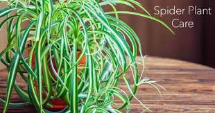 It thrives in bright light, but tolerates low light. Chlorophytum Comosum Care Growing The Spider Plant How To