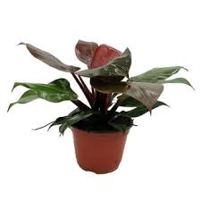 Image result for Pachycarpus spurius