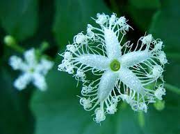 Long and wriggly (like a snake!), this eccentric gourd is edible when young and tender though not especially flavorful. Trichosanthes Cucumerina Snake Gourd World Of Flowering Plants