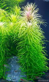 Image result for Pogostemon aquaticus