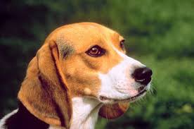 Does The Beagle Have The Best Sense Of Smell Pets