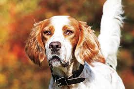 All of these grooming tasks are just part of taking care of your pup and making sure they stay happy and healthy. Breed Profile The English Setter