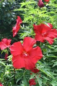 I was very disappointed both my hardy hibiscus dead delivery. Lord Baltimore Perennial Hibiscus Hardy Hibiscus Perennials All Almost Eden