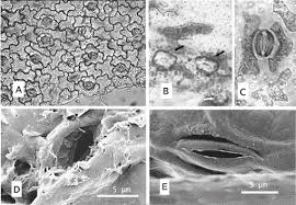 Image result for Alantsilodendron pilosum