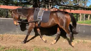 How to lunge a horse with a halter. What S Your Lunging Routine Equestrian