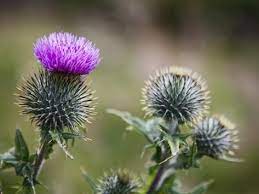 Scottish Thistle Near Dunnottar Castle Stonehaven Aberdeenshire Scotland United Kingdom Europe Photographic Print Mark Sunderland Art Com In 2021 Scottish Thistle Thistle Scotland Scotland