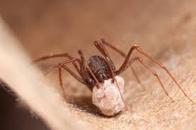 A aranha marrom embora tenha uma picada poderosa não é uma aranha agressiva, por assim dizer, ou seja, raramente ataca pessoas e a sua picada acaba. Aranha Marrom Aracnideos Aranhas Infoescola