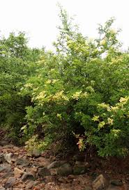 Image result for Lecaniodiscus