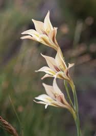 Image result for Gladiolus permeabilis