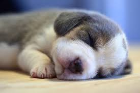 How can i help my puppy? Why Is My Puppy Breathing Fast While Sleeping All You Need To Know Hi5dog