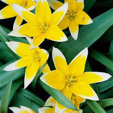 Top Tulips That Come Back Every Year Plants Garden Bulbs Tulips