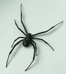 About 31 species occur in n and central america, 2 in canada. Black Widow Spider Pest Control Canada