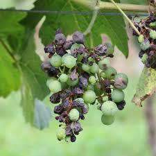 Image result for peronospora grapevine