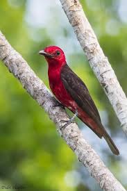 Crimson Fruitcrow Haematoderus Militaris Locality Iwokrama Forest Reserve Potaro Siparuni Region Guyan Colorful Birds Beautiful Birds Animals Beautiful