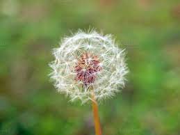 Dandelion Nature Photos On Creative Market Dandelion Dandelion Flower Nature Photos