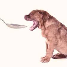 Get your pet's prescription without leaving the comfort of your home. Can You Buy Pet Meds Without A Prescription Petcarerx