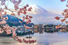 4k japan kyoto cherry blossom（sakura) 2021 京都の桜 満開 花見 京都観光 旅行 案内 清水寺 嵐山 醍醐寺 二条城 鴨川 東山 背割堤 木屋町 日本の桜. Japan S Stunning Cherry Blossoms Are Set To Bloom Early This Year Lonely Planet