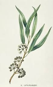 Image result for Eucalyptus camaldulensis