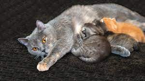 Wo erhält man das dokument? Katzenbabys Das Richtige Alter Fur Die Abgabe Katzenwelt Net