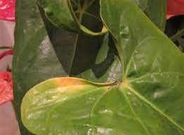 Pin By Eleanor Morales On Le Jardin Anthurium Plant Anthurium Plant Care