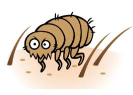 Latest pest control news, features and blog articles from the bpca news desk, including ppc magazine and our monthly bulletins. How To Get Rid Of Fleas Most Effective Ways Pest Control Hacks