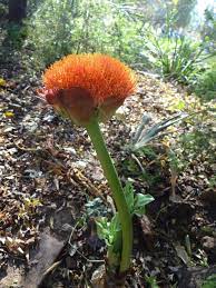 Scadoxus Puniceus Orange Natal Eastern Cape Oct 2018 Bulbous Plants Planting Bulbs Plants