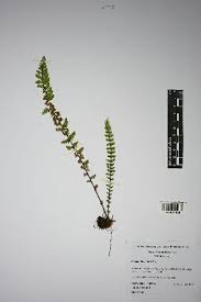 Image result for Cheilanthes hirta