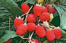 Image result for Rubus